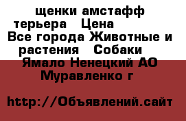 щенки амстафф терьера › Цена ­ 30 000 - Все города Животные и растения » Собаки   . Ямало-Ненецкий АО,Муравленко г.